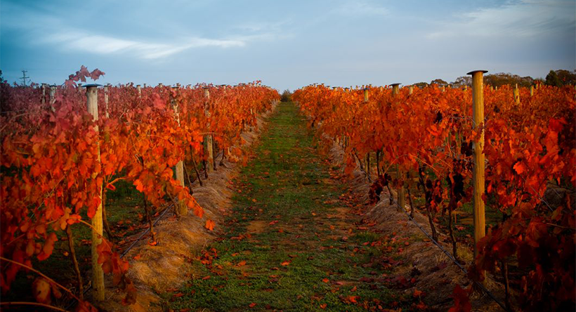 Scion vineyard autumn